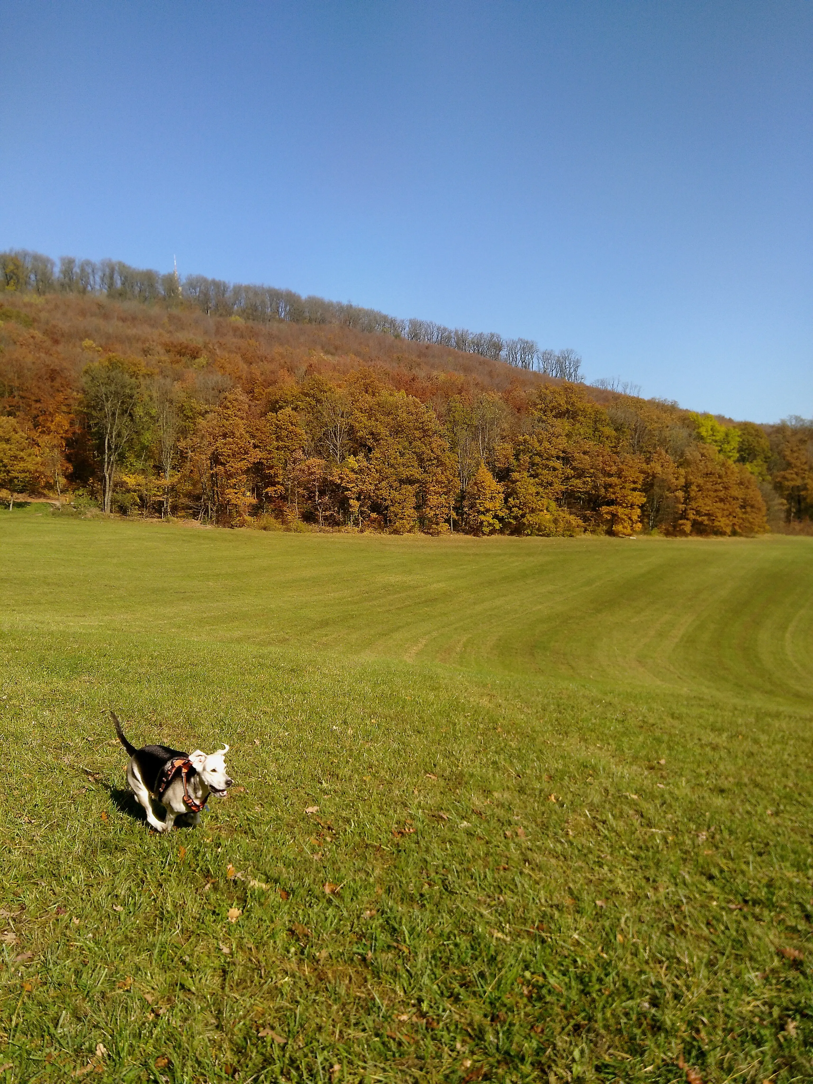 Freesbie: run, dog, run.